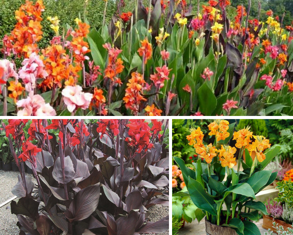 Canna - 10 low maintenance plants you can grow