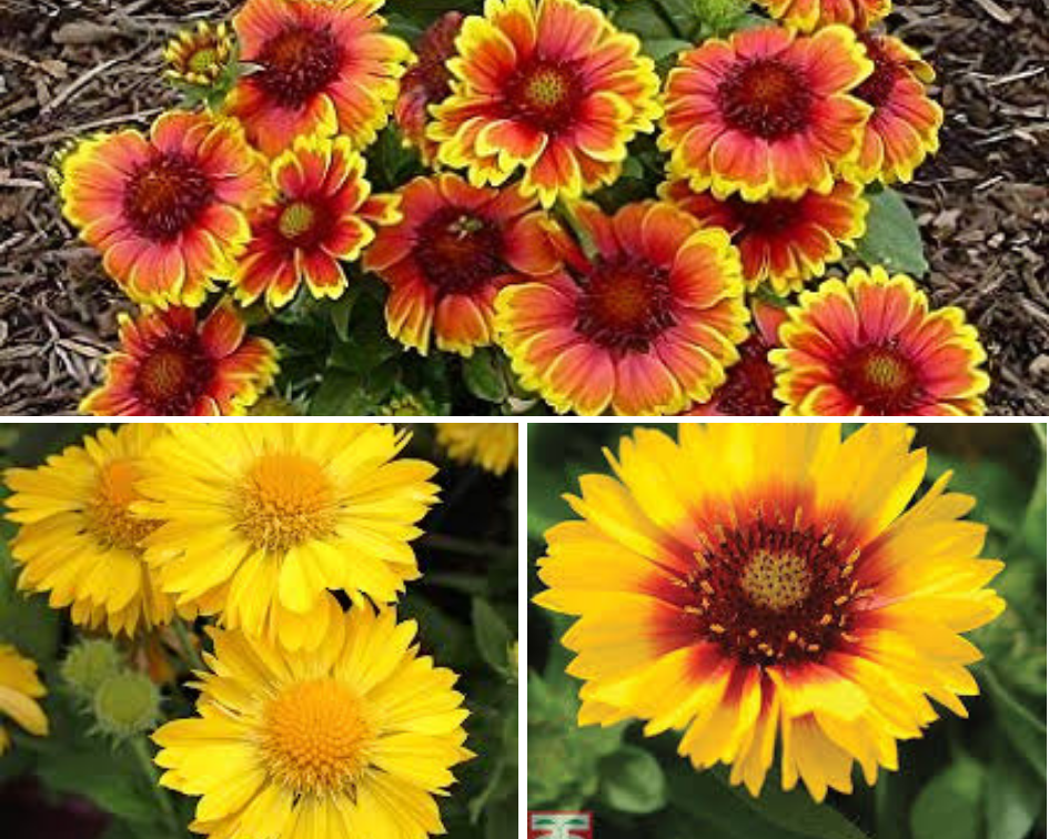 Gaillardia - 10 low maintenance plants you can grow-