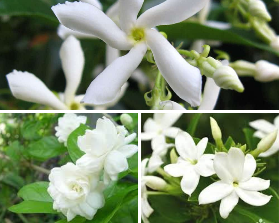 Jasmine - 10 low maintenance plants you can grow-
