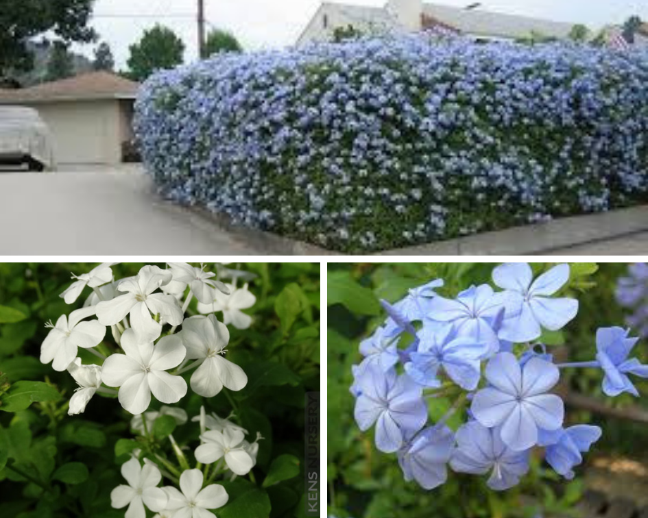 Plumbago - 10 low maintenance plants you can grow